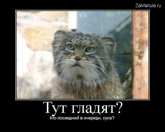 Тут гладят? Тут гладят?