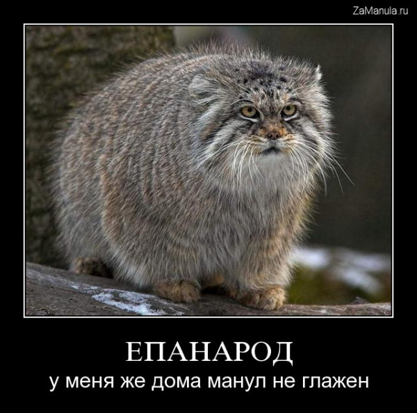 У меня же дома манул не глажен У меня же дома манул не глажен