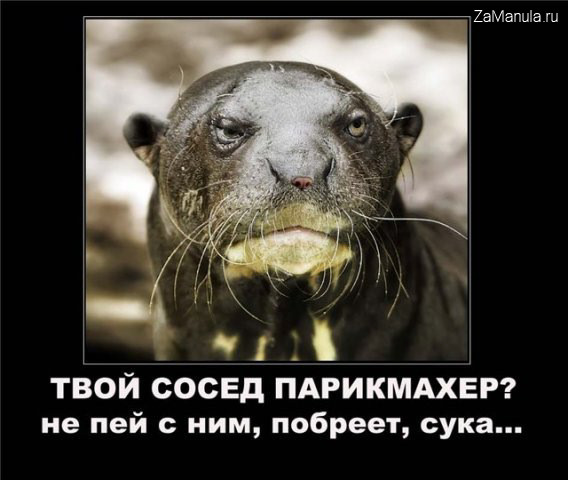 Твой сосед парикмахер? Твой сосед парикмахер?