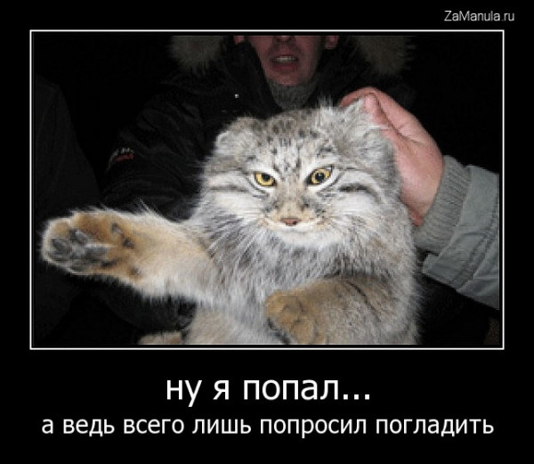 А ведь всего лишь попросил погладить А ведь всего лишь попросил погладить