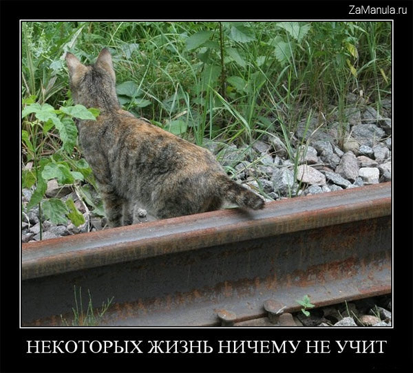 Некоторых жизнь ничему не учит Некоторых жизнь ничему не учит