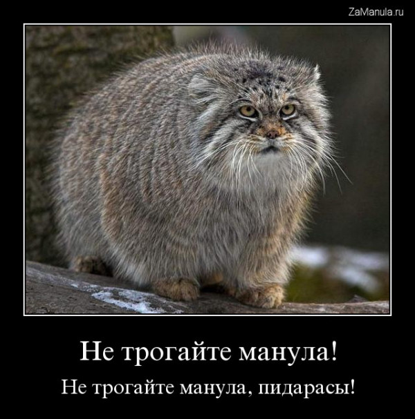 Не трогайте манула!