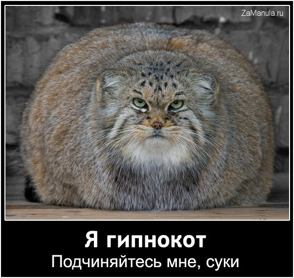 Я гипнокот Я гипнокот