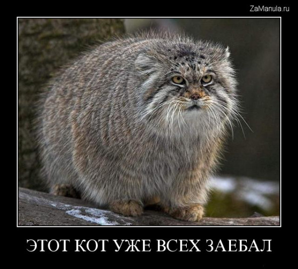Этот кот уже всех заебал Этот кот уже всех заебал