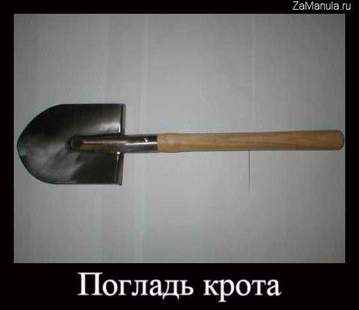 Погладь крота Погладь крота