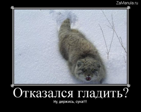 Отказался гладить? Отказался гладить?