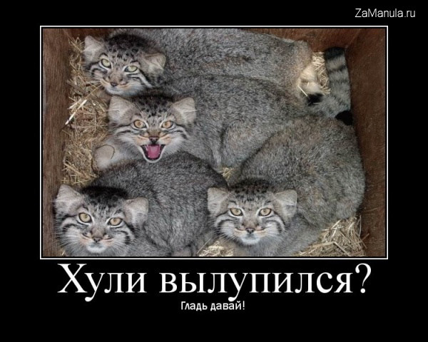 Хули вылупился? Хули вылупился?