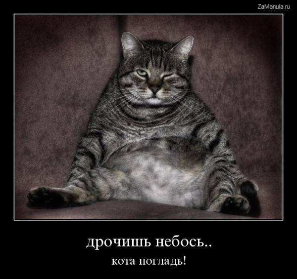Кота погладь! Кота погладь!