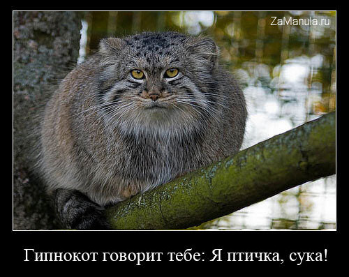 Я птичка Я птичка