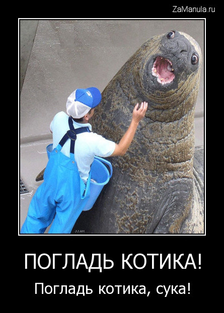 Погладь котика! Погладь котика!