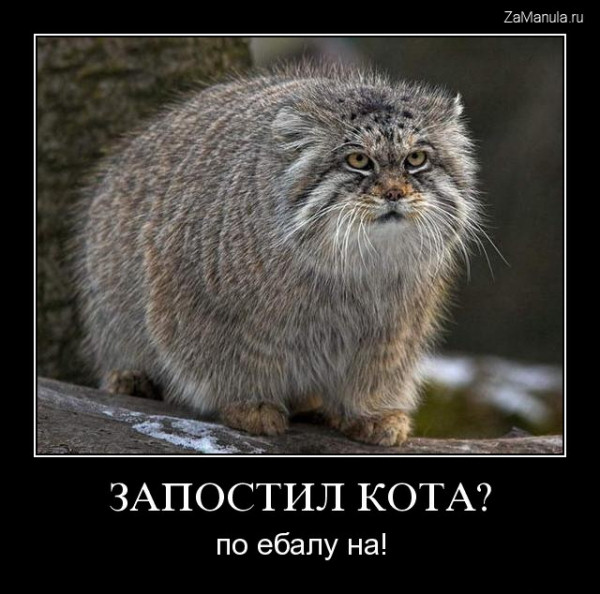 Запостил кота? Запостил кота?