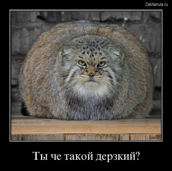 Ты че такой дерзкий? Ты че такой дерзкий?