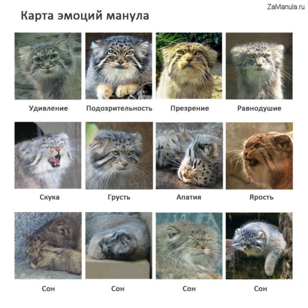 Карта эмоций манула Карта эмоций манула