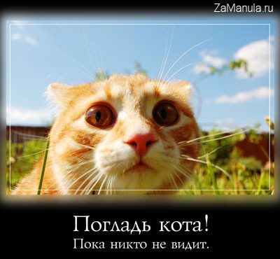 Погладь кота! Погладь кота!