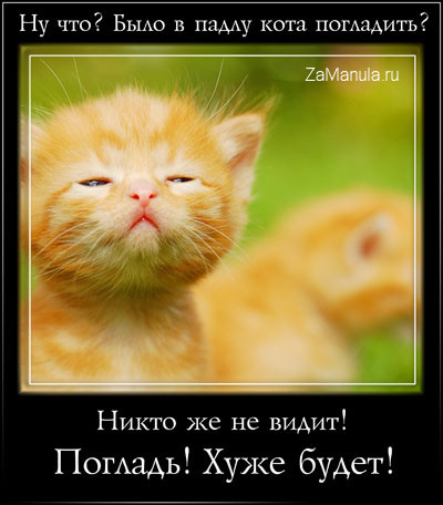 Было впадлу кота погладить? Было впадлу кота погладить?