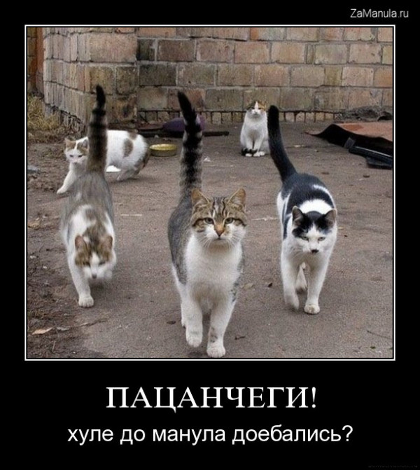 Пацанчеги! Пацанчеги!
