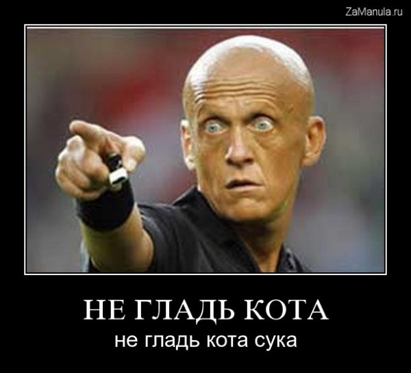 Не гладь кота Не гладь кота