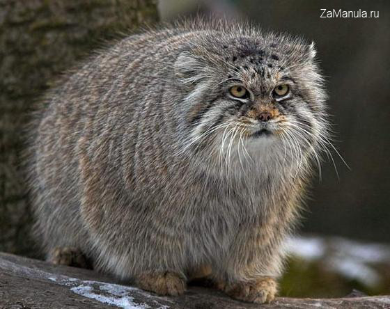 Кот манул Кот манул