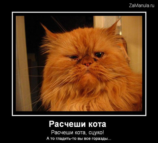 Расчеши кота Расчеши кота