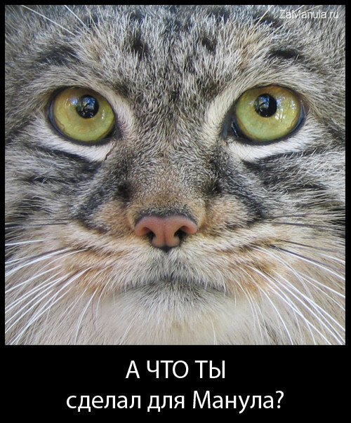 А что ты сделал для манула? А что ты сделал для манула?