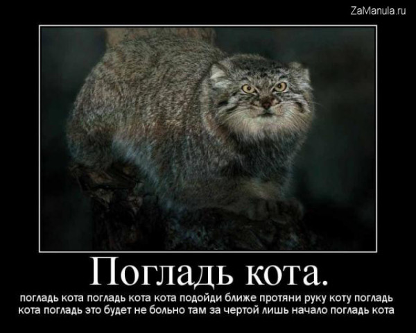 Погладь кота Погладь кота