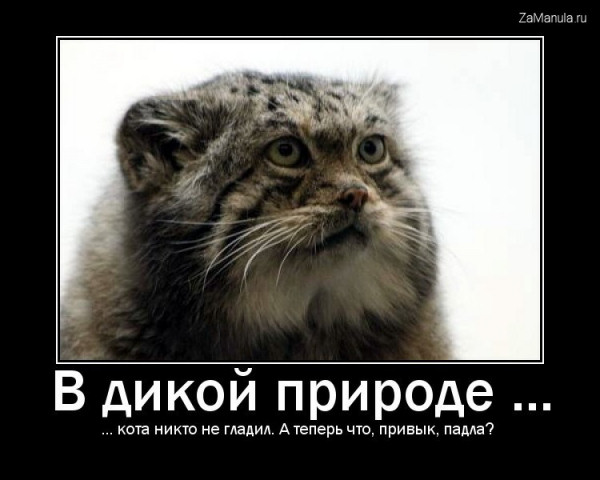 В дикой природе... В дикой природе...