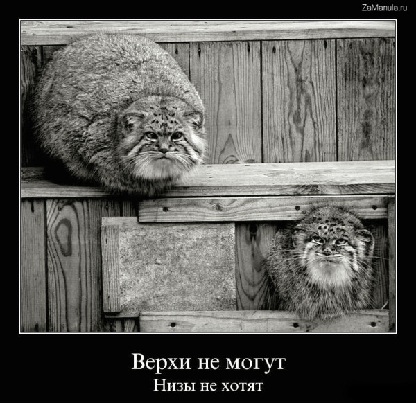 Верхи не могут. Низы не хотят. Верхи не могут. Низы не хотят.