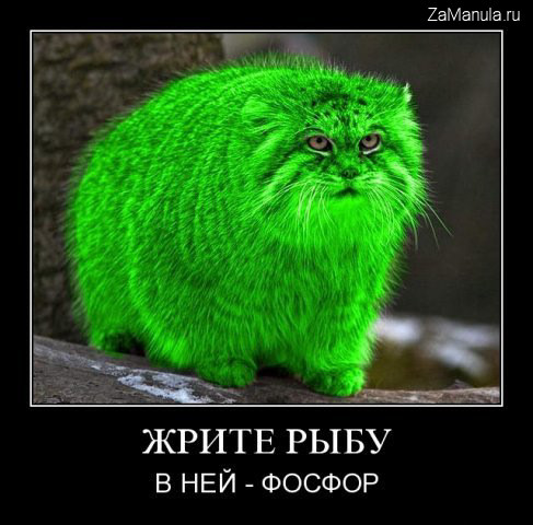 Жрите рыбу Жрите рыбу