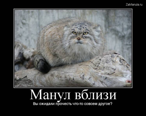Манул вблизи Манул вблизи