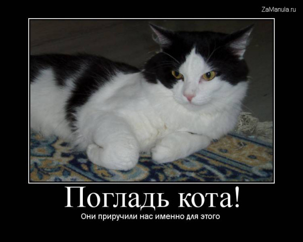 Погладь кота! Погладь кота!