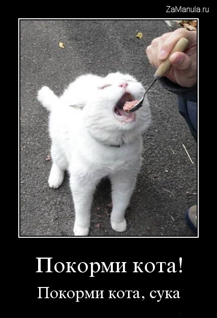 Покорми кота! Покорми кота!