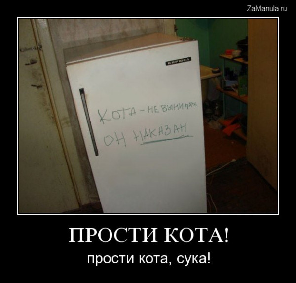 Прости кота! Прости кота!