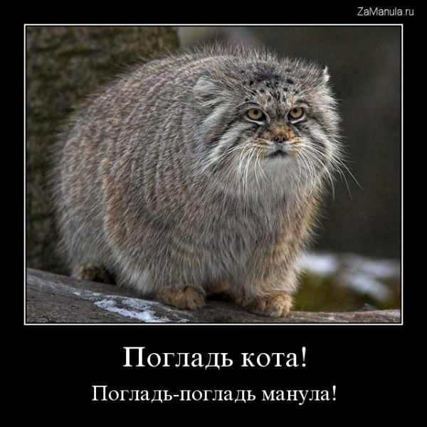 Погладь кота! Погладь кота!