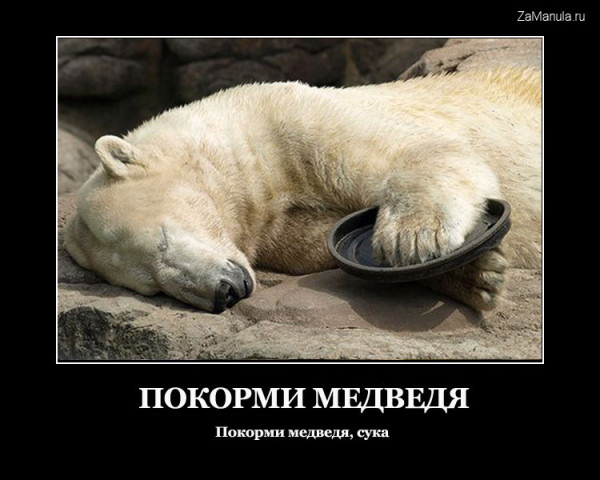 Покорми медведя Покорми медведя