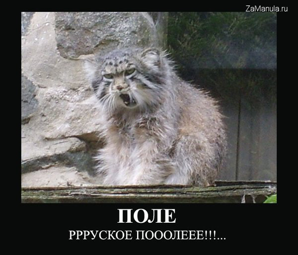 Поле Поле