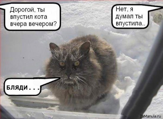 Кот на улице Кот на улице