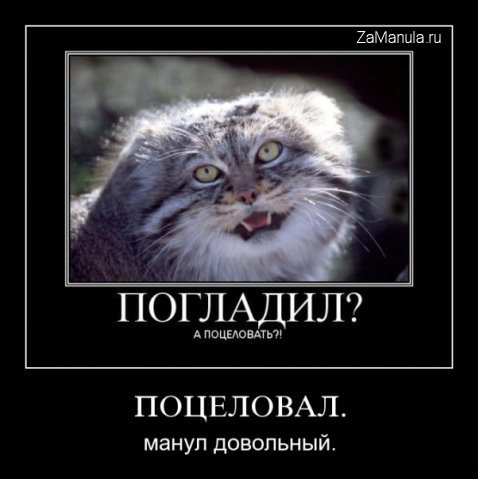 Манул довольный Манул довольный