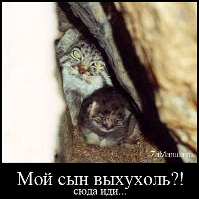 Мой сын выхухоль?! Мой сын выхухоль?!