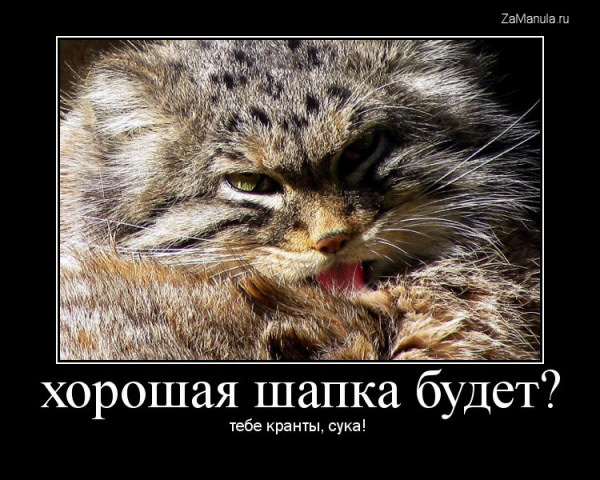 Хорошая шапка будет? Хорошая шапка будет?