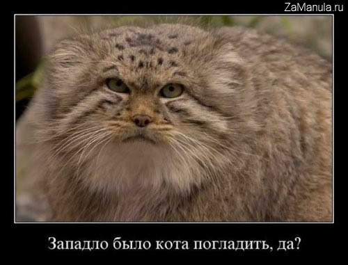 Западло было кота погладить, да? Западло было кота погладить, да?