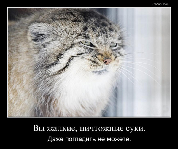 Даже погладить не можете Даже погладить не можете