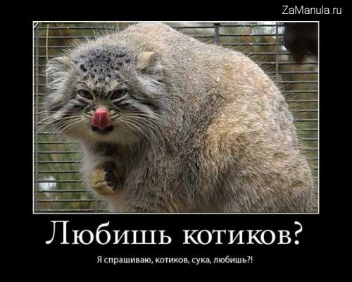 Любишь котиков? Любишь котиков?
