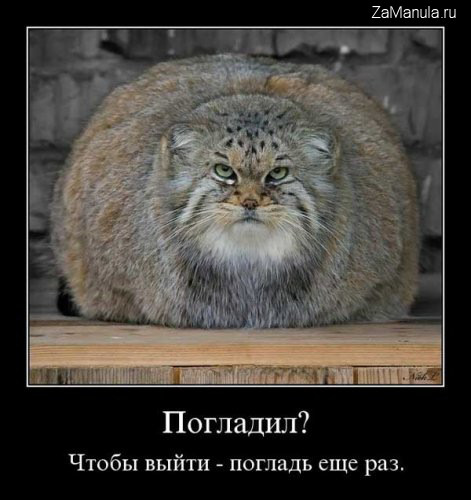 Погладил? Погладил?