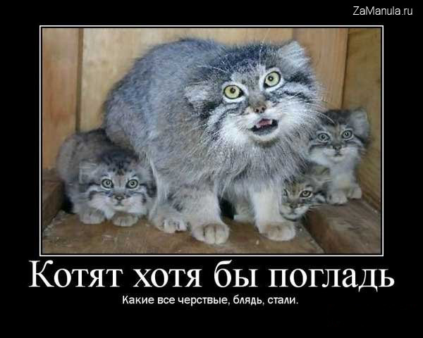 Котят хотя бы погладь Котят хотя бы погладь