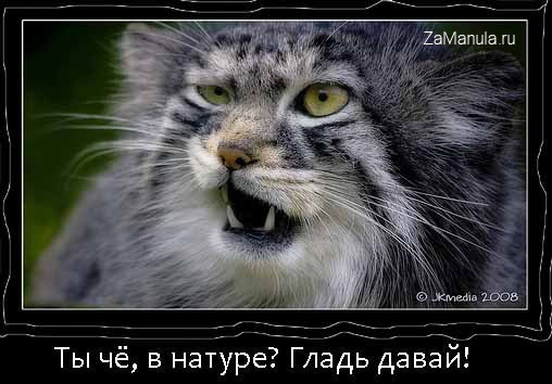 Гладь давай! Гладь давай!