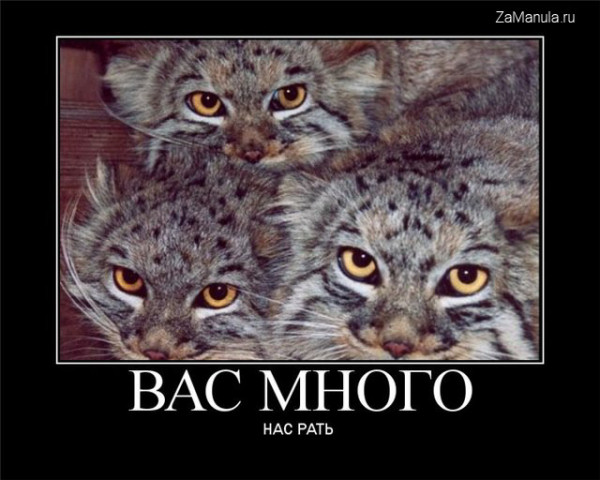 Вас много Вас много
