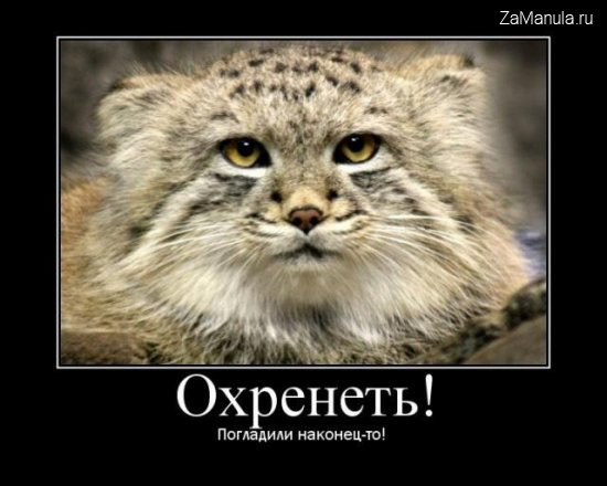 Охренеть! Погладили наконец-то!