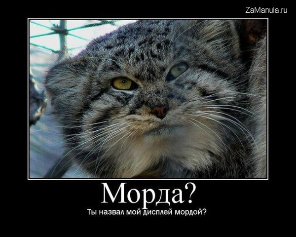 Морда? Ты назвал мой дисплей мордой? Морда? Ты назвал мой дисплей мордой?