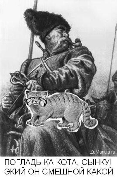 Погладь-ка кота, сынку! Погладь-ка кота, сынку!
