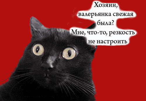 Хозяин, валерьянка свежая была? Хозяин, валерьянка свежая была?